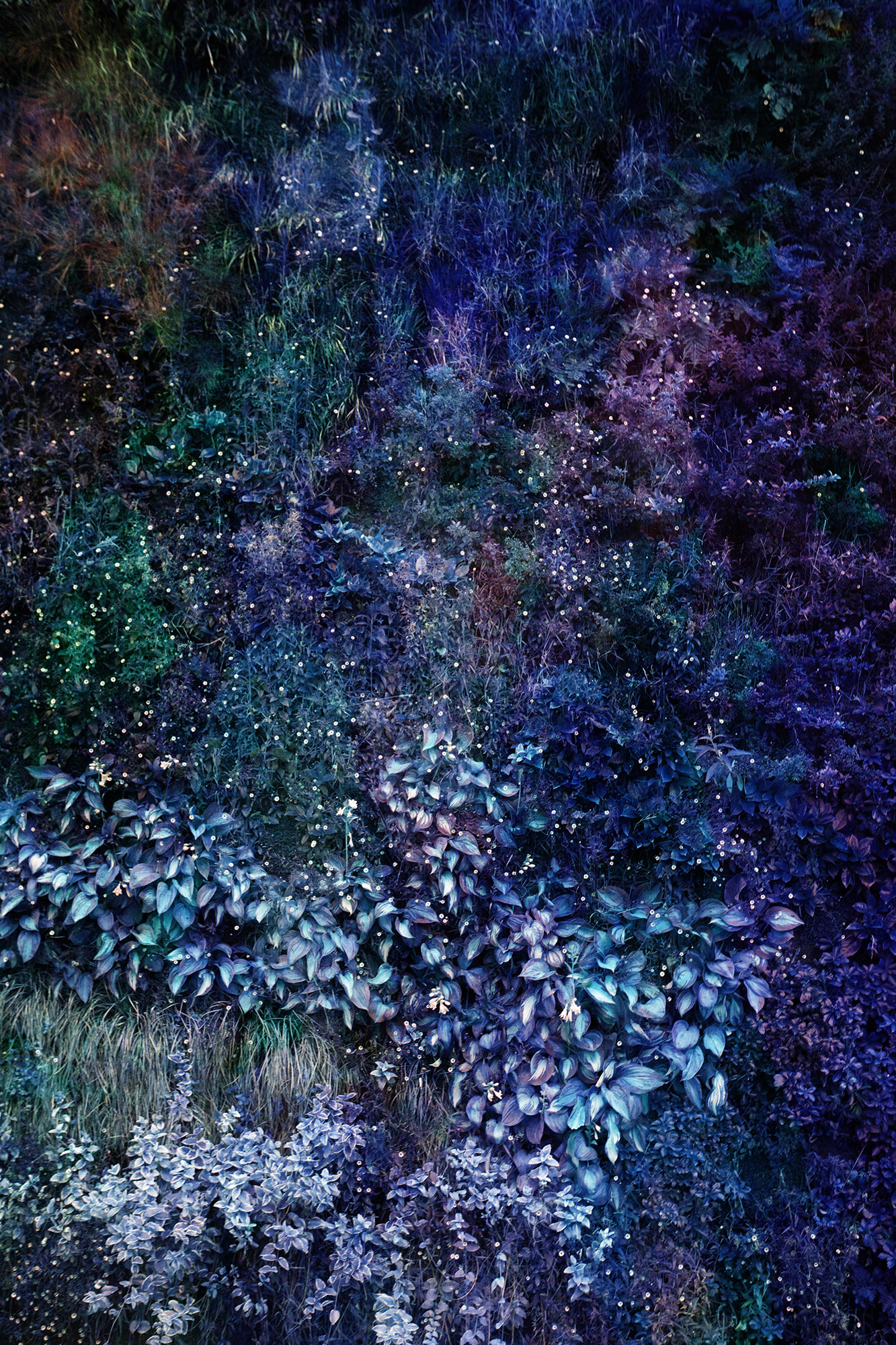 Wall of Nature - VIET HA TRAN Wall of Nature - VIET HA TRAN