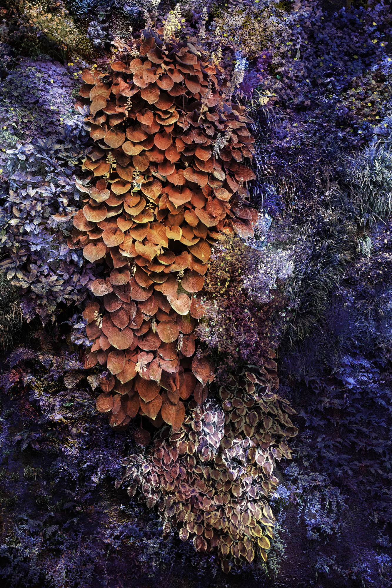 Wall of Nature - VIET HA TRAN Wall of Nature - VIET HA TRAN